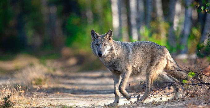 Wölfe in unserer Gemeinde