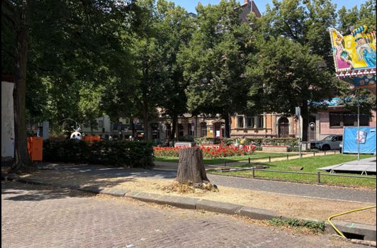 Baum am Mainzer Fischtorplatz gefällt: Stand er bei der Johannisnacht im Weg?