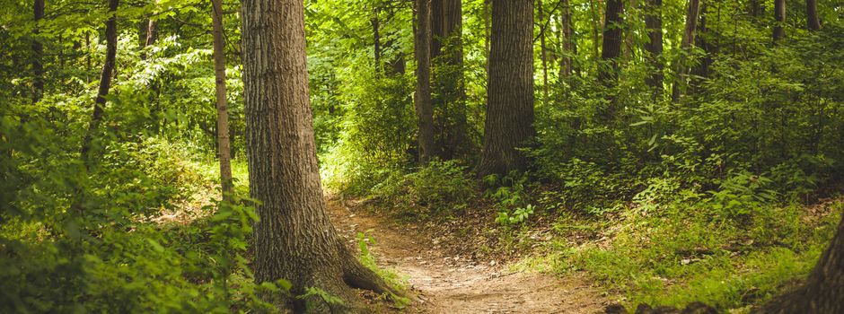 Waldbegehung, Gemeindewald Luckenbach
