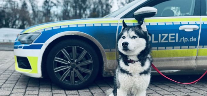 „Wachdienst“ auf der Wache: Herrenloser Husky in Nierstein aufgegriffen