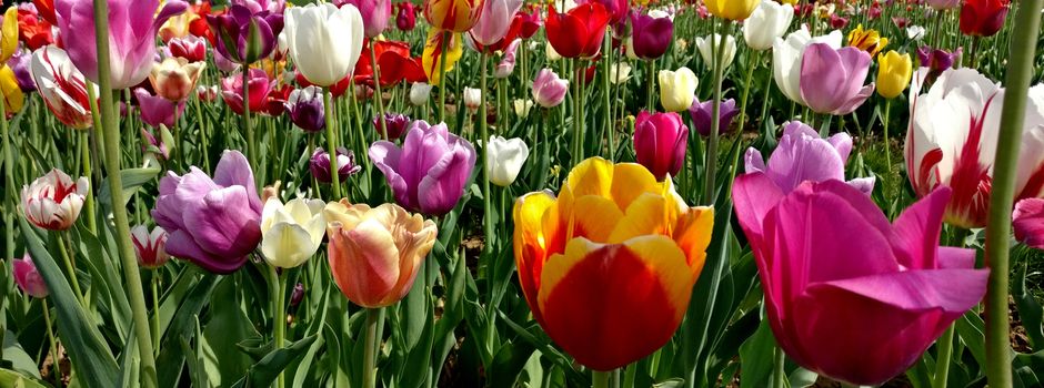 Haben Gartencenter in Baumärkten wieder geöffnet?