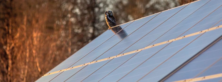Augsburg setzt auf Sonnenenergie: Stadt startet Solarförderprogramm
