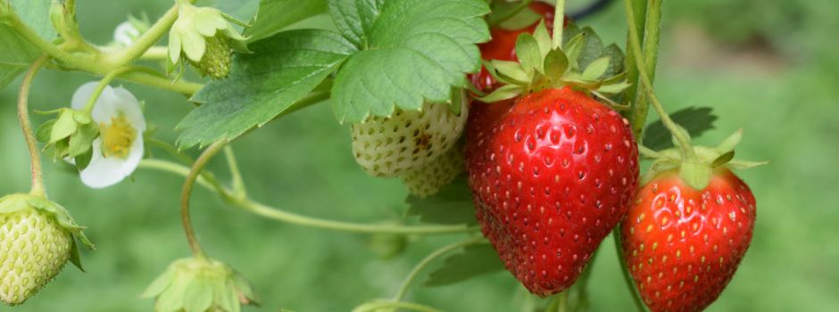 Puls!-Listing: Frische Erdbeeren aus Niederkassel