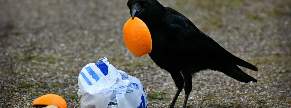 Einladung zur Teilnahme an der 1. Laufer Dorfputzete am 28.03.2026