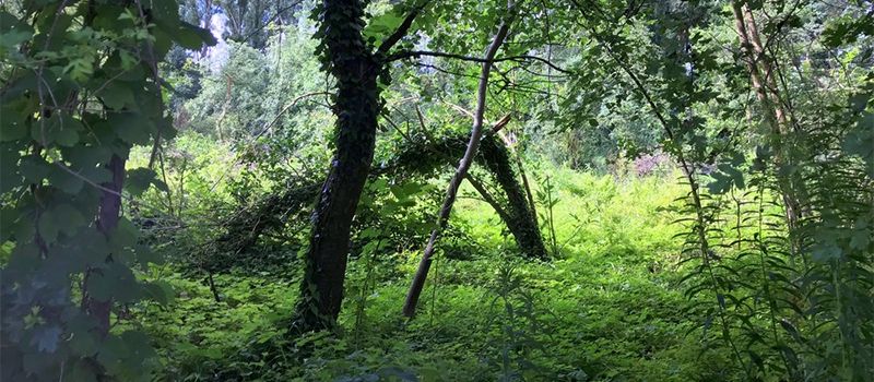 Hitzeschäden an der Landskron: Forstamt fällt kranke Bäume