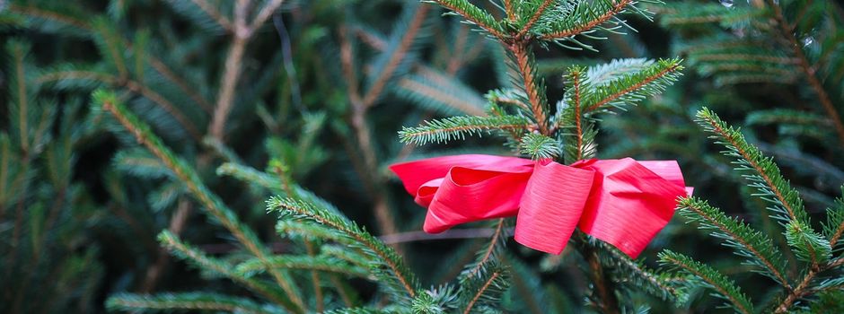 Christbaumverkauf im Dorfladen Morschheim