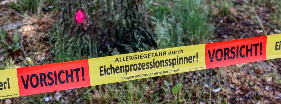 Hinweis zum aktuellen Befall mit dem Eichenprozessionsspinner