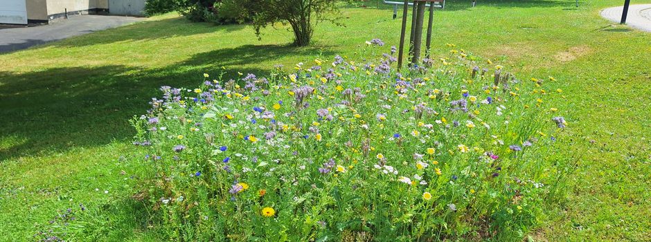 Blumenwiese für Weißenborn