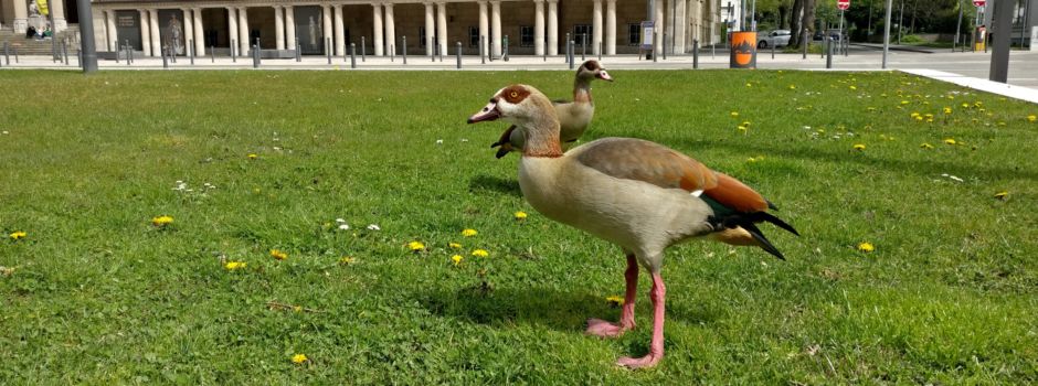 Wiesbadener Nilgänse tricksen Behörden aus