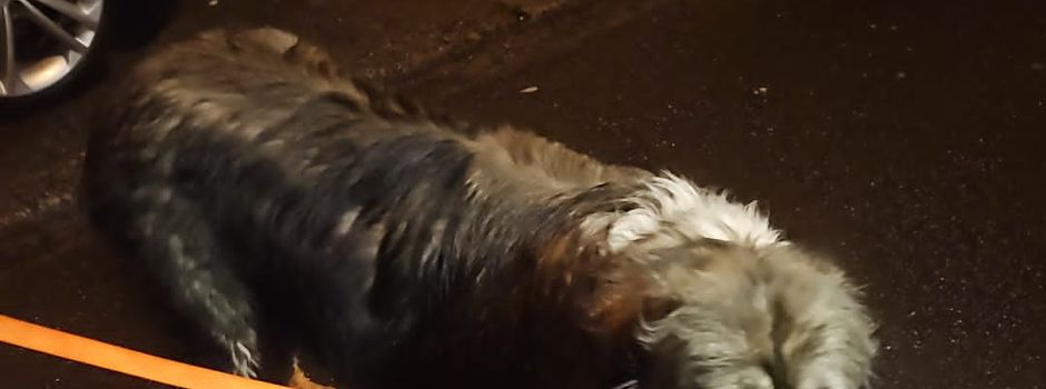 Hund zugelaufen - Besitzer gefunden!