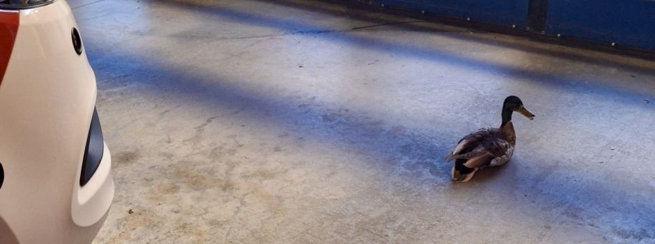 Verletzte Ente verirrt sich in Mainzer Feuerwache