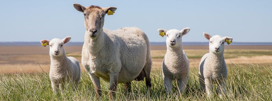 Untere Naturschutzbehörde stellt klar: Wanderschäferei soll nicht unterbunden werden
