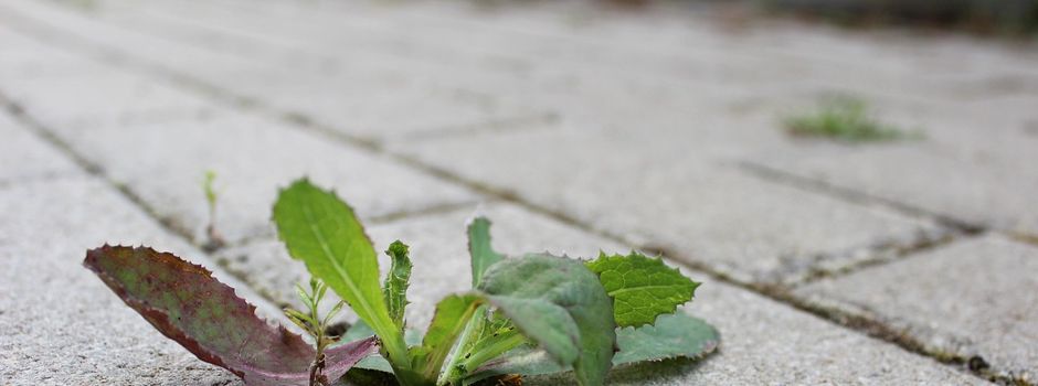 Gehwege, Grünstreifen und Herbstlaub