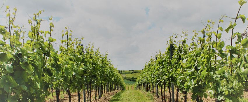 Sommerferien-Ausklang: Pizza & Wein im Weingut Horter