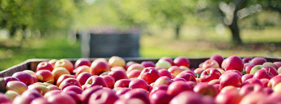 Freitag letzter Tag der Obstverwertung 2024