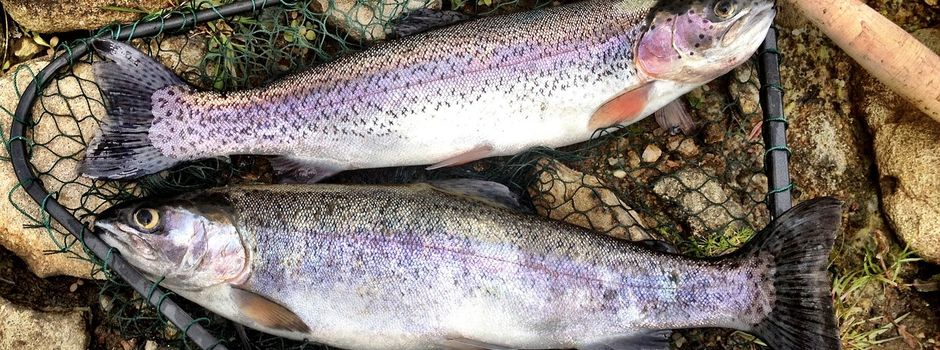 IG Fischweiher e.V. (Winterangeln am 27.12.2025)