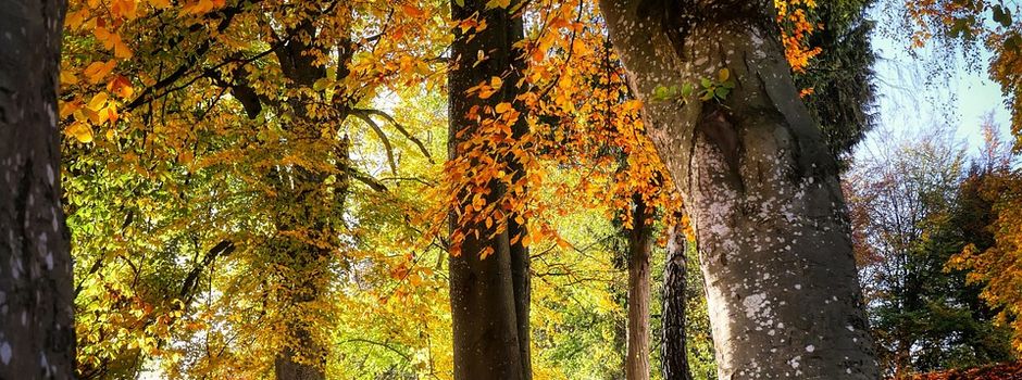 🍂Herbstwanderung der Leiseler Ortsvereine