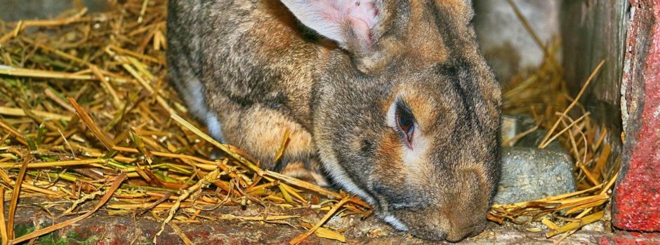 Rückblick auf die Jahreshauptversammlung