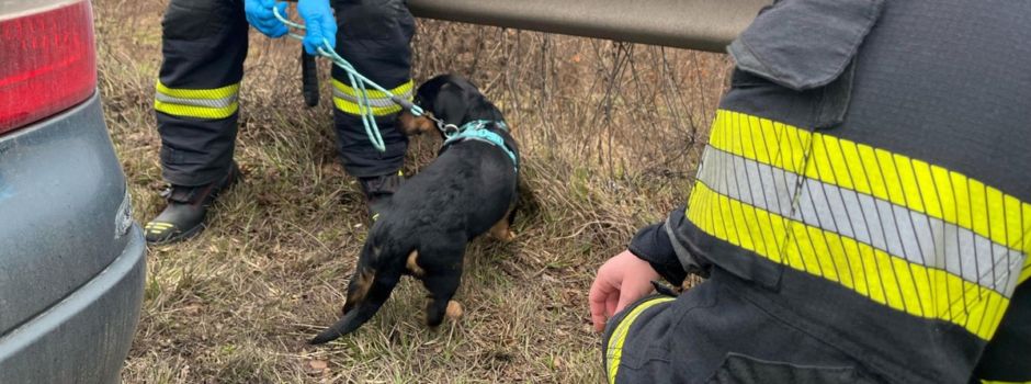 A60 bei Mainz: Hundewelpe übergibt sich im Auto – und verursacht Unfall
