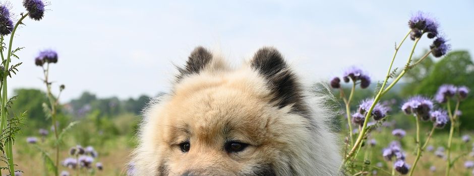 Bitte keine Hundehaare im Wald zurücklassen!
