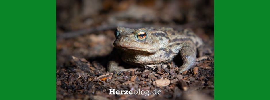 Aufruf: Wir brauchen Dich!