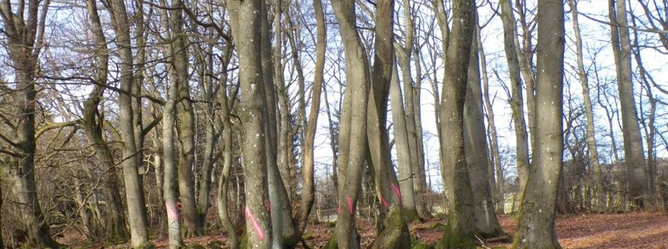 Wald oder kein Wald?