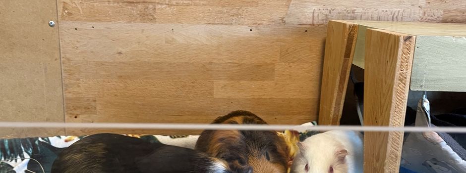 Ehrenamt des Monats September geht an Cavia Care – Notnager e.V. – Langjährige Hilfe für Meerschweinchen in Not