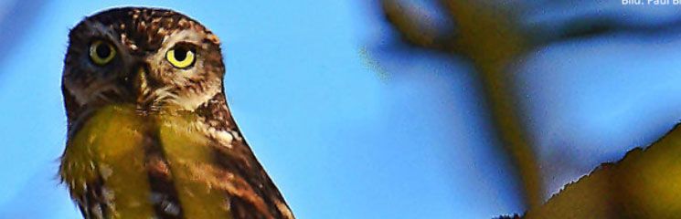 Insektenfotografie leicht gemacht: NABU Oppenheim lädt zum letzten Stammtisch 2025 ein