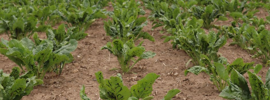 Ranzel: Projekt „FlowerBeet“ soll auf natürliche Weise vor Blattläusen schützen