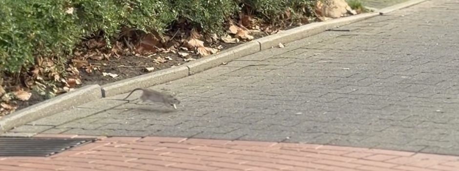 Gemeindewerke im Dauereinsatz: Rattenplage ist hausgemacht