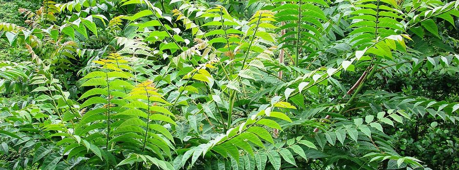 Aggressiver Götterbaum in Wiesbaden: Wie groß ist die Gefahr für die Natur?