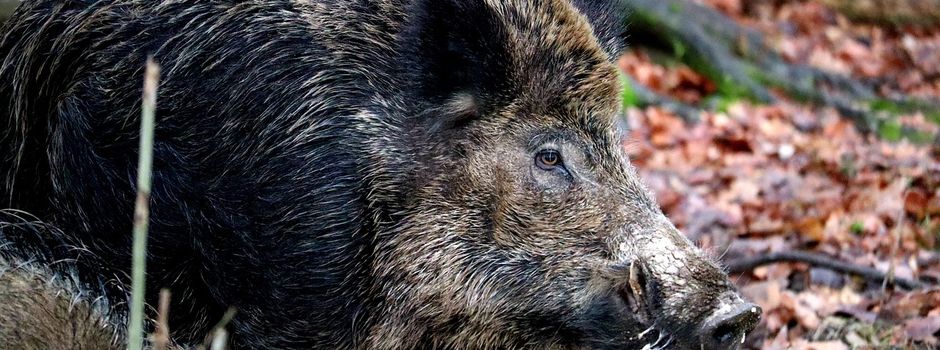 Ankündigung: Drückjagd am Samstag, den 25.11. von 8 - 14 Uhr