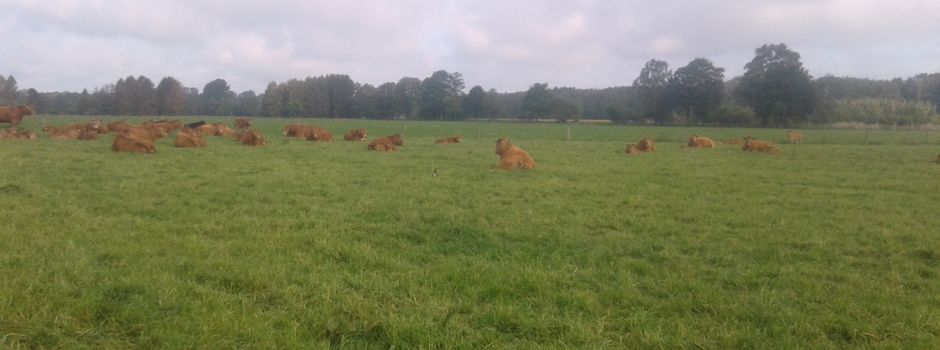 Neugeborenes Kalb gerissen: Waren es Wölfe?