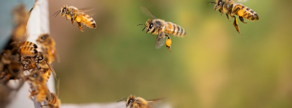 Vortrag über Wild- und Honigbienen