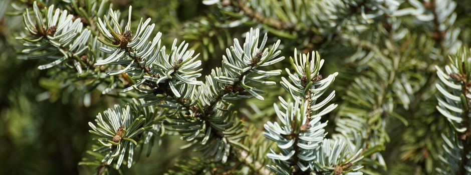 Einsammeln der Weihnachtsbäume