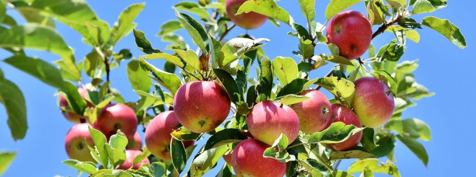 Apfelbaum aus der Arche Noah entwendet