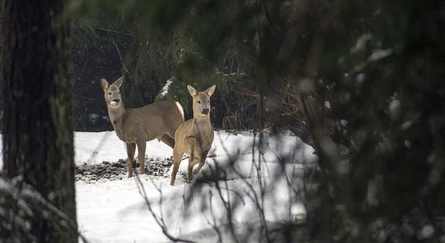 Rehessen der Jagdgenossenschaft Sunzendorf