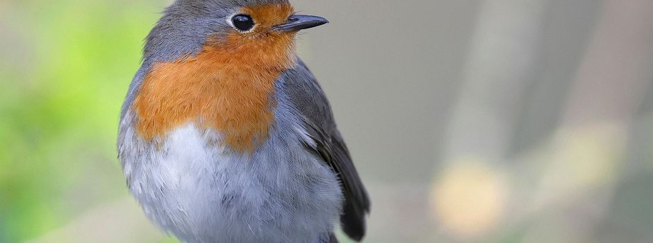 Vögel zählen in Klanxbüll: Mitmachaktion für Kinder