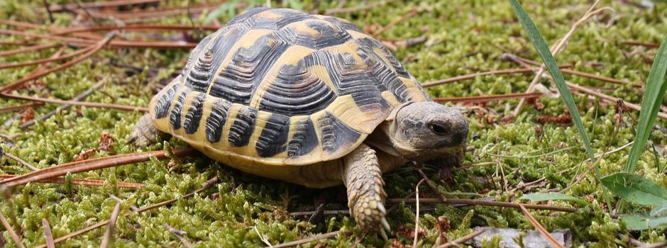 🐢 Fundschildkröte sucht ihr Zuhause! 🐢