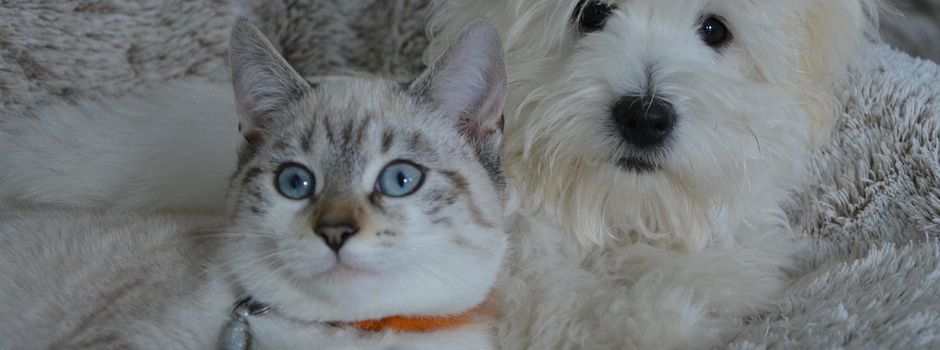 Termin zur Sammelimpfung