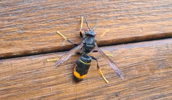 Asiatische Hornisse in Wassenach angekommen