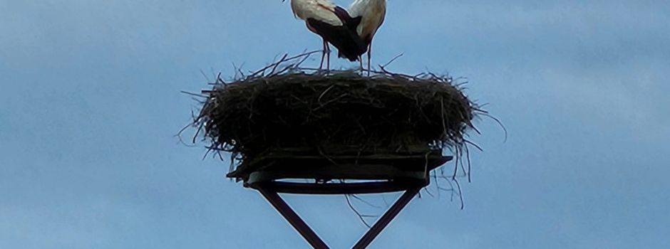 Der 2. Storch ist da!