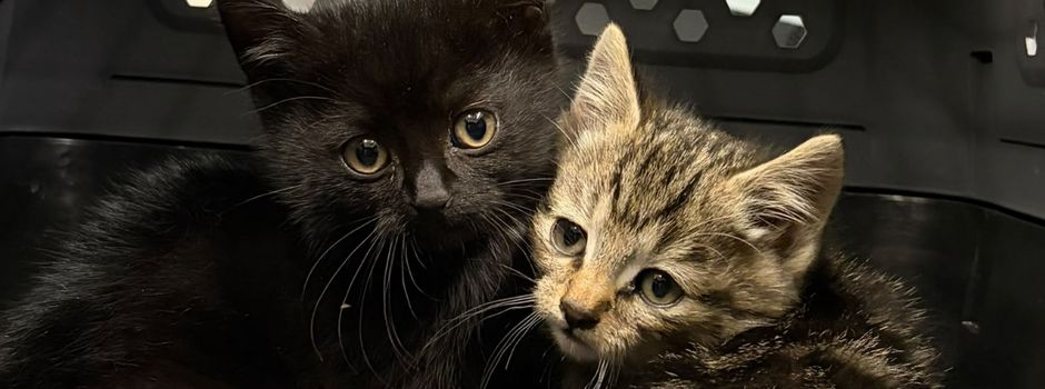 Zwei Katzenbabys unter der B41  gefunden