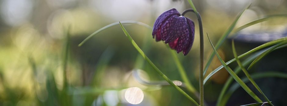Informationen zur Schachbrettblumenwiese