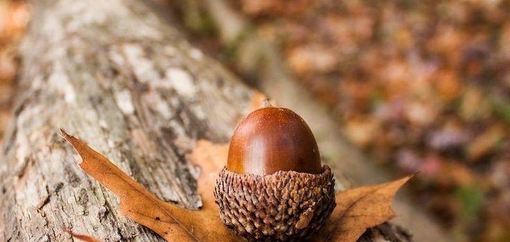 Geesthacht im Herbst - Fotos gegen schlechte Laune 