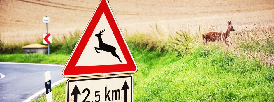 Unfall zwischen Motorrad und Reh