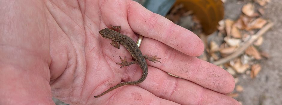 Es ist „Krötenwetter“: Stadtmitarbeiterinnen erklären Kita-Kindern Amphibienzaun