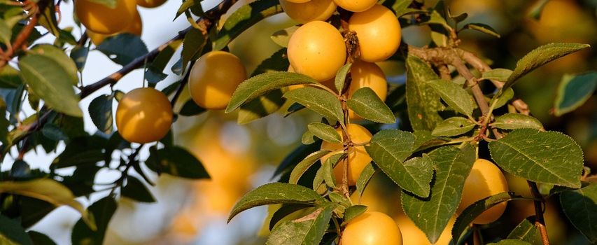 Erntezeit in Kerzenheim: Mirabellen und Pflaumen pflücken