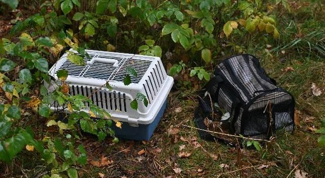 Hauskatzen am Waldrand ausgesetzt