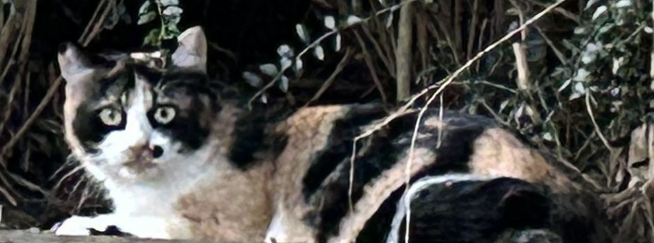 Bunte (rot-braun/weiß/schwarz) Katze im Staiger Ried zugelaufen – Besitzer gesucht